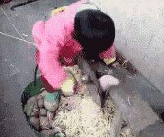 c931bf31d767a2cabe0f01d728cae1fa.gif