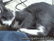 d9e3926c5f5a0c77a3ff33b28928db79.gif