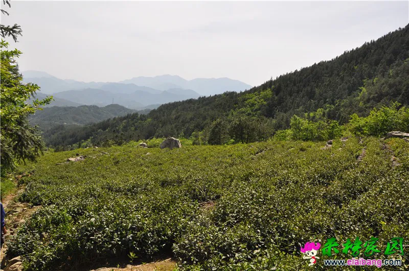 千亩茶园1.webp