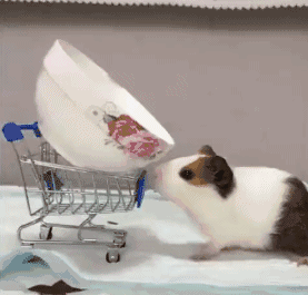 c8649bc6319cdb38eb0efb087ca929d3.gif
