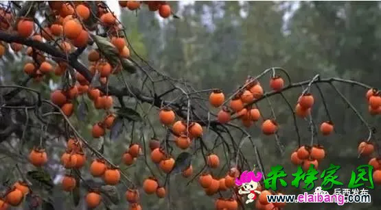 6b84450e679bf73868b59bbdc8c04d17.webp