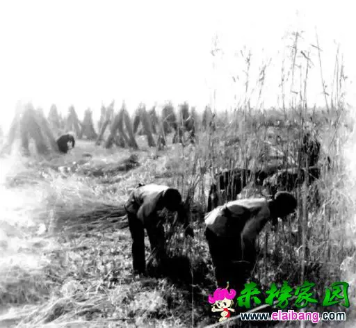 adbb363db47f8a07396815761ceb8dd9.webp