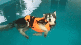 ee9ee2816c51bc252688969fd1ff76c2.gif