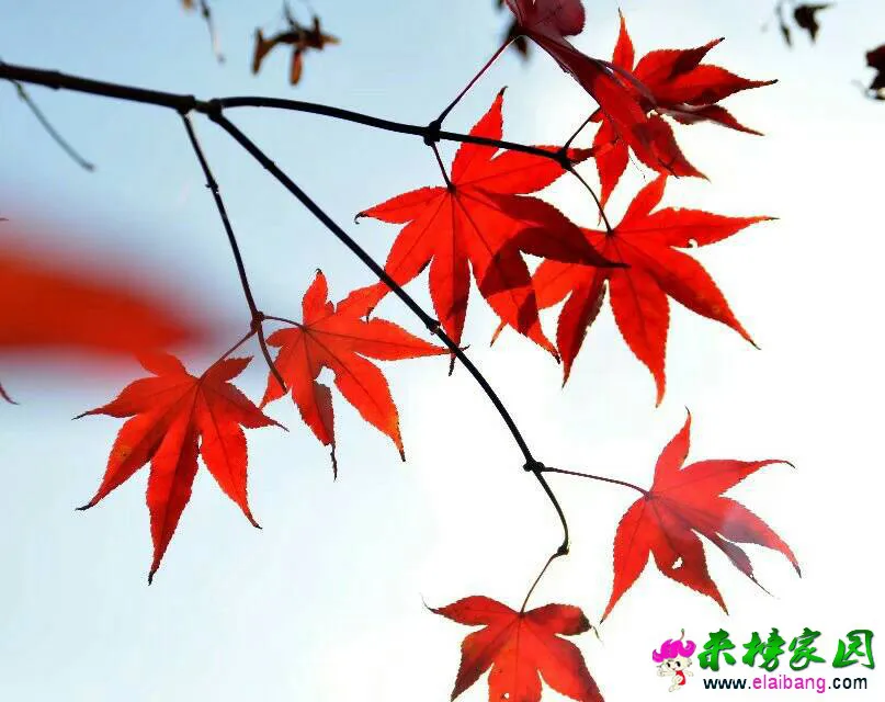 194704c6r20zj67j76bb65.webp