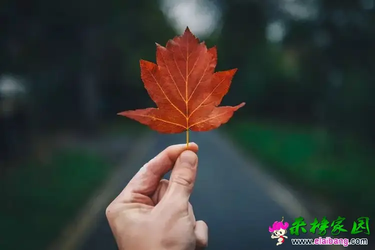 a00de7b7f0cc0027158fb6a8a83a77a0.webp