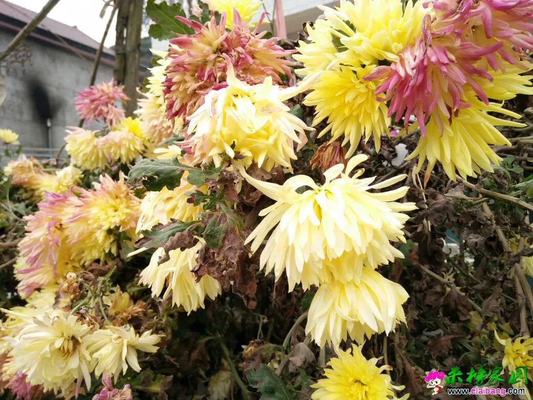071012pshyxkitazdtqdxv.webp