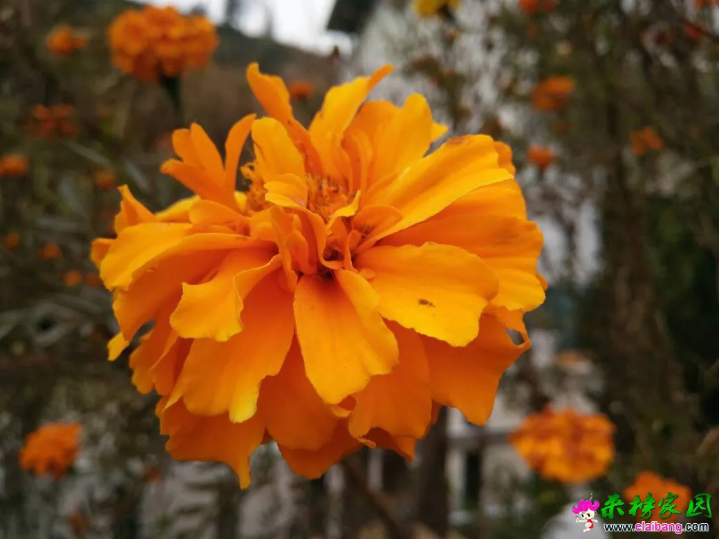 071013y8z3qvxgdll66xen.webp