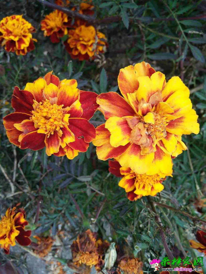 071014i3sjl7yfp1j66sh6.webp