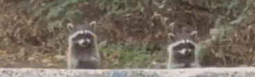 e788ac8a50235a93935c0ec7731517a0.gif