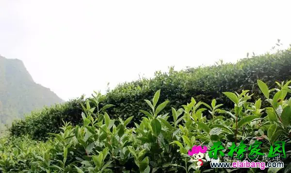 5eb985ac1f659919e480798c35914225.webp