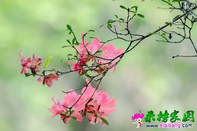 1fce47413af3082516b864c14efa2fdb.webp