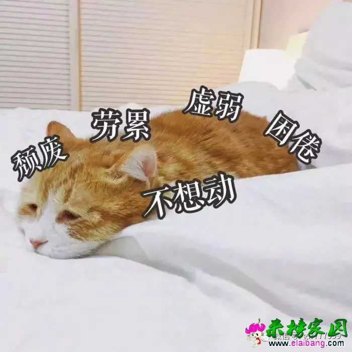 16b694dfd25e78e0bd0ff2ef2838610b.webp