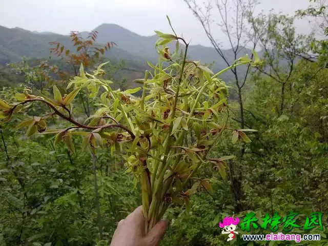 d7623d49bbfa4c65420d051f6e01ad85.webp