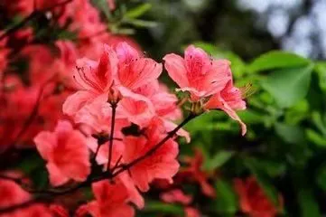 psb_(4).webp