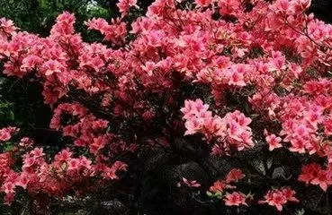 psb_(6).webp