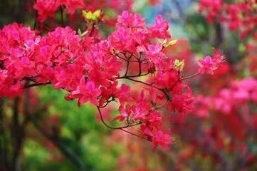 psb_(9).webp