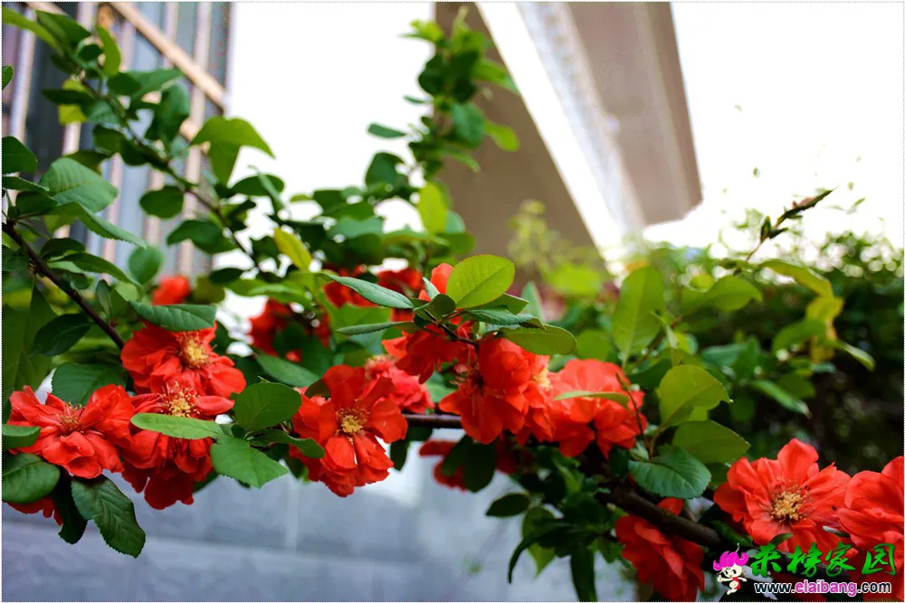 DSC_5203.webp