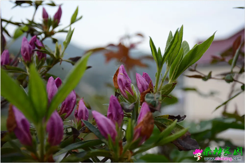 DSC_5205.webp