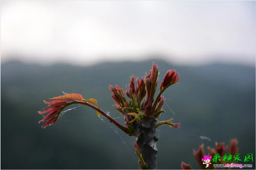 DSC_5220.webp