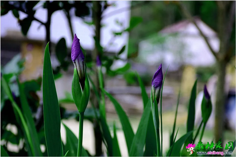 DSC_5235.webp
