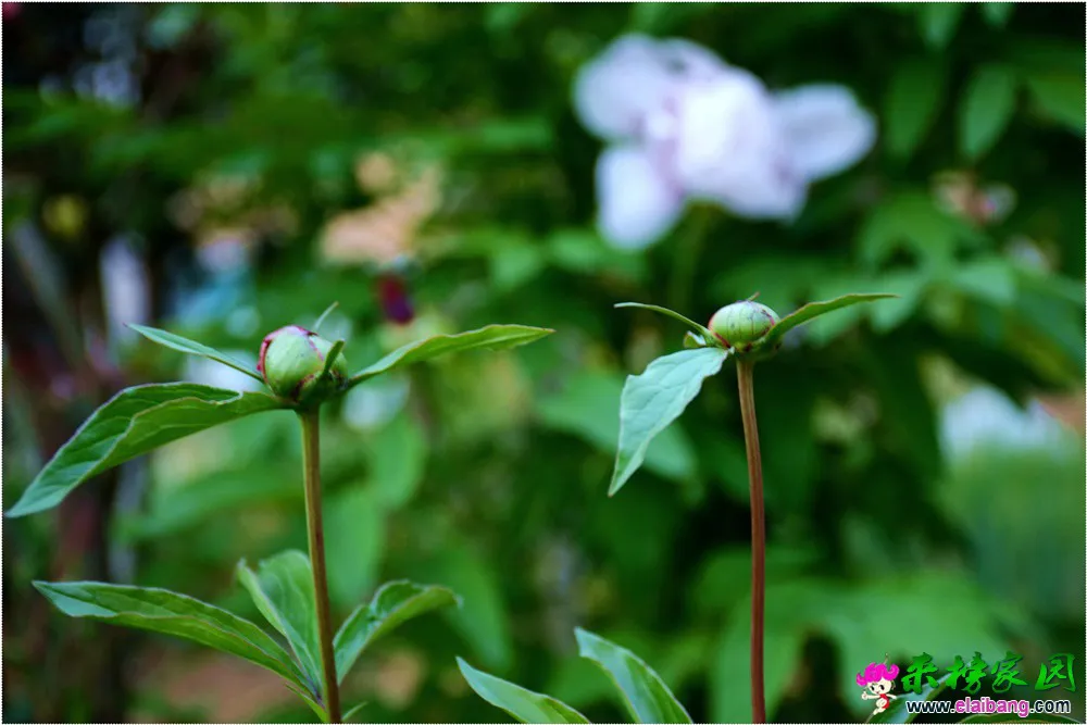DSC_5249.webp