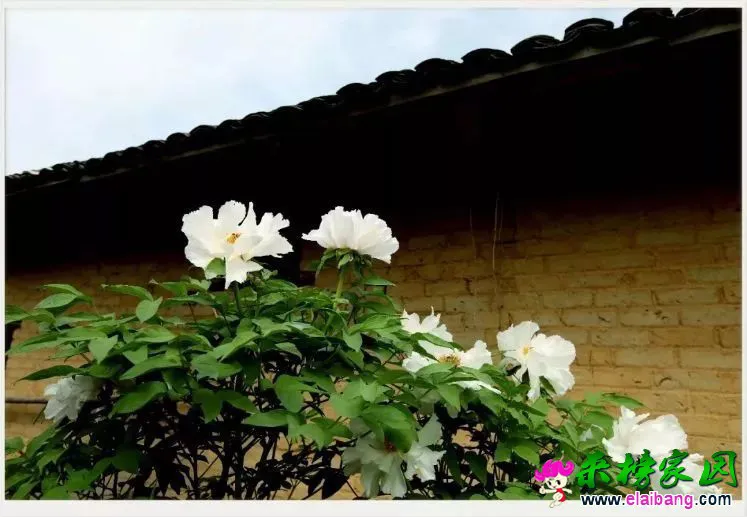 911cc07f627f37092babdc4eb84560e4.webp