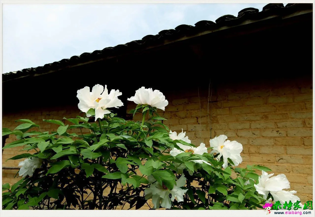 af88252ae87440af02b5afed00676ad3.webp
