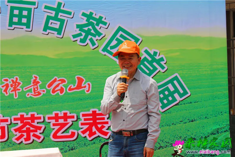 专家对公界尖茶叶的赞美.webp