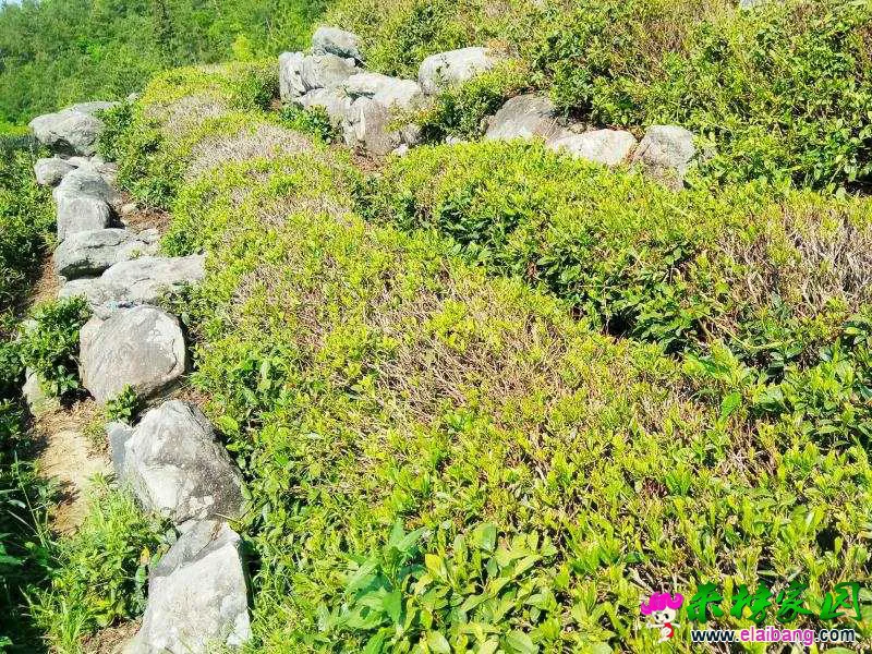 微信图片_20180505220415.webp