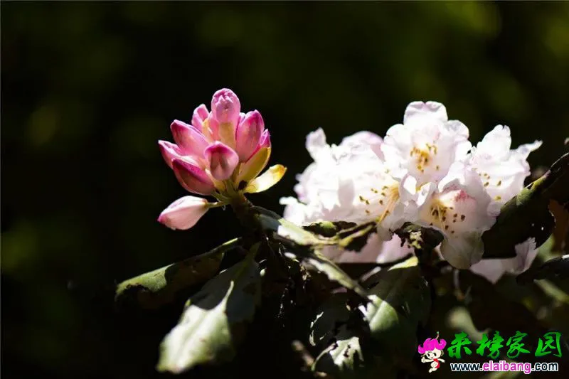 01ace44f60d46ab8b18c79fe784f42f2.webp