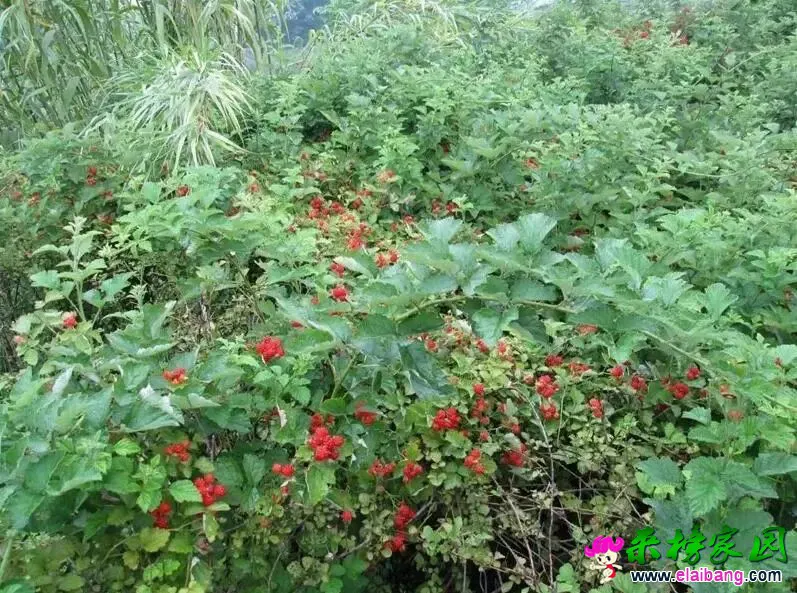2c7e5749c5caa33684283b8bc5269cbd.webp
