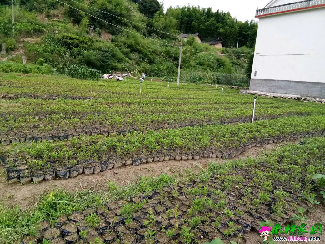 233908hb7uk0usuu180xnu.webp