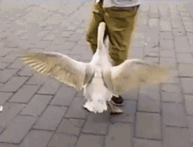 c6e3f42c1686b6c3cc3152875c4446c1.gif