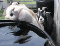 d9b844a9d31a94c91fede9286296a796.gif