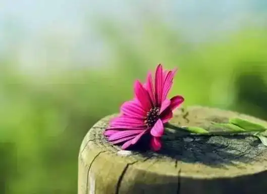 7f02a686704e25c464345ce74b905683.webp