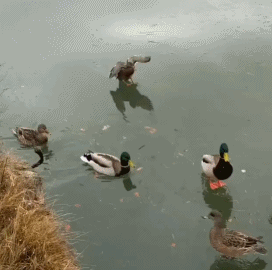 cb02a765701856fc84116e9e4791614c.gif