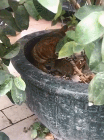 77a4a531505dca3447cdaf6ab5ec3c4f.gif