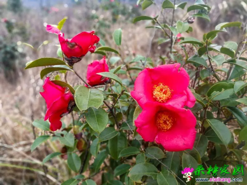 微信图片_20190321185834.webp