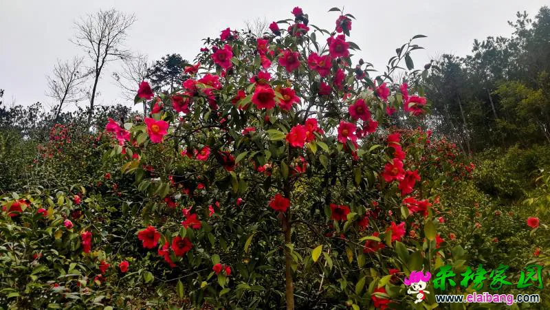 微信图片_20190321185850.webp