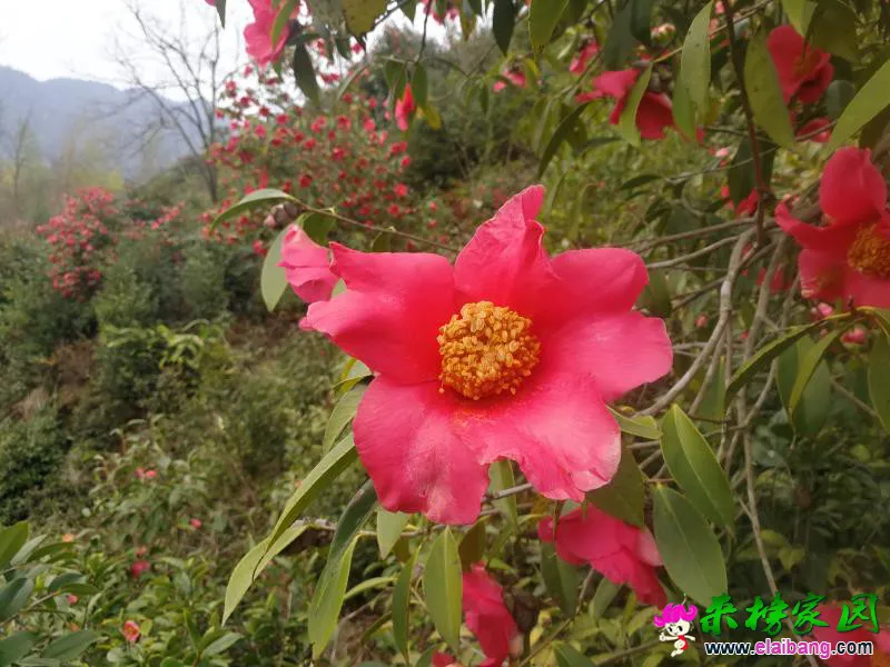 微信图片_20190321185852.webp