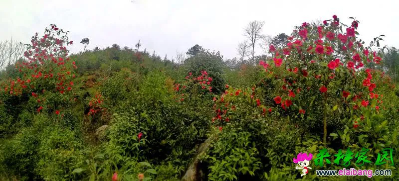 微信图片_20190321185858.webp