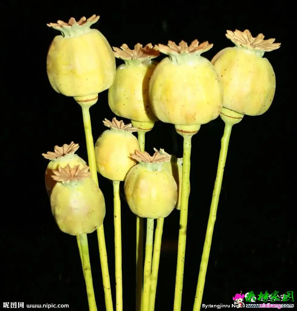 f53e9faddb44f8705d6c8c97cc2bcc46.webp