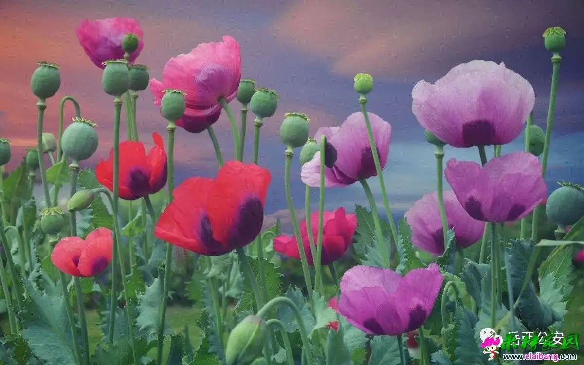 19378f8816bbb42a87e7dba003609281.webp