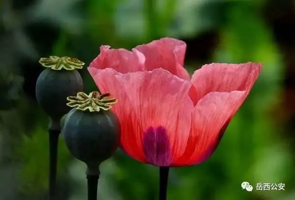 6546a6231b8f5c6cf911f8590e8aebfe.webp