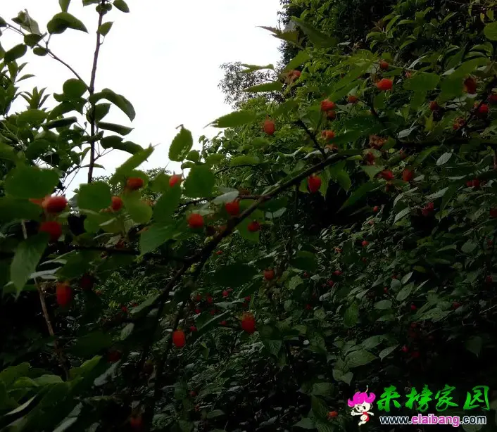 3f051c55e08de3c67a3839b54ebaad8a.webp