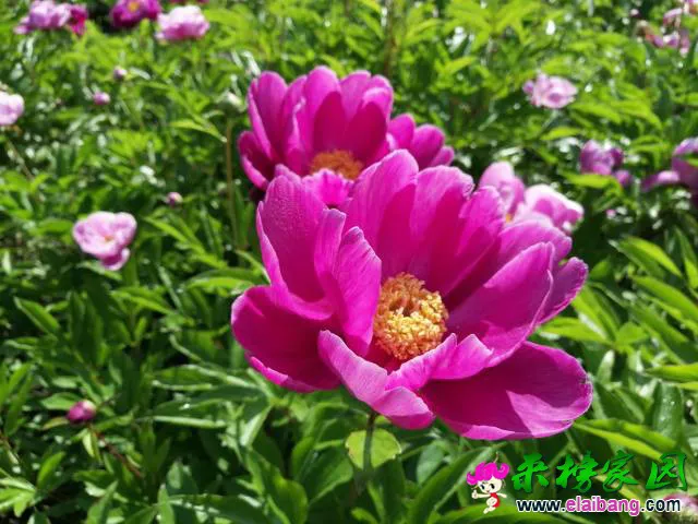 091356ar29y2nb8qc8q962.webp