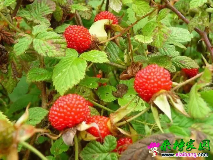 82e7d451fdd678c50a66d51241b7d442.webp