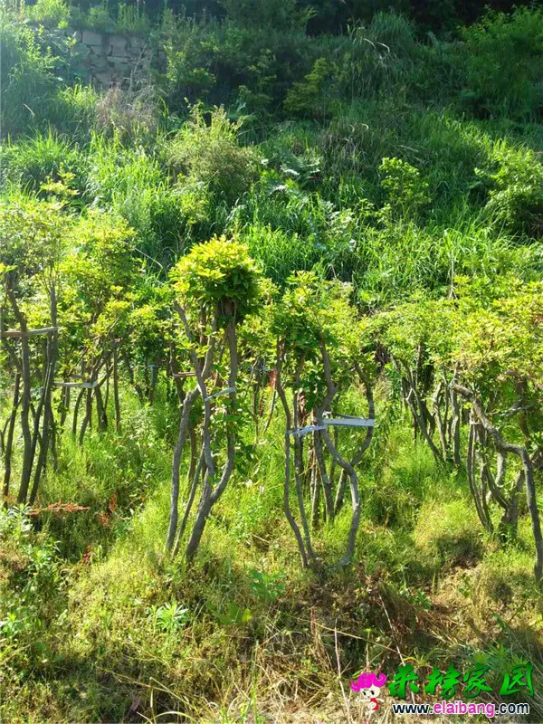 微信图片_20190603193358.webp