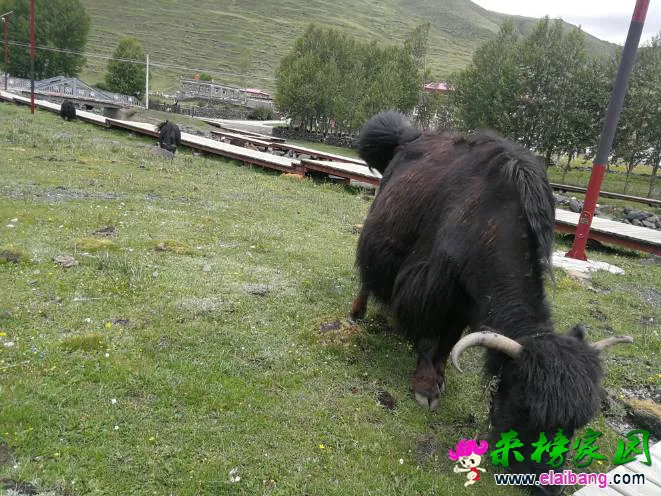 160624yrid1nfdo8p5f617.webp