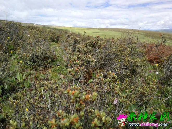 190136uctlr0139c2d203p.webp